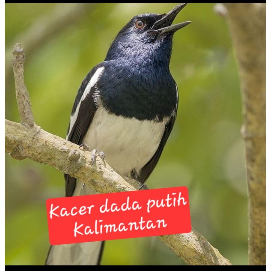 kacer dada putih kalimantan rawatan
