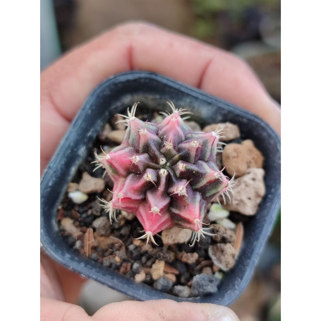 miha new hybrid varigata seedling selected