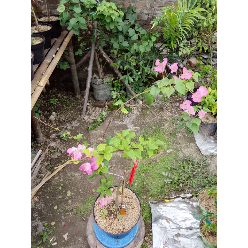 BUGENVIL BENGAWAN SOLO 7