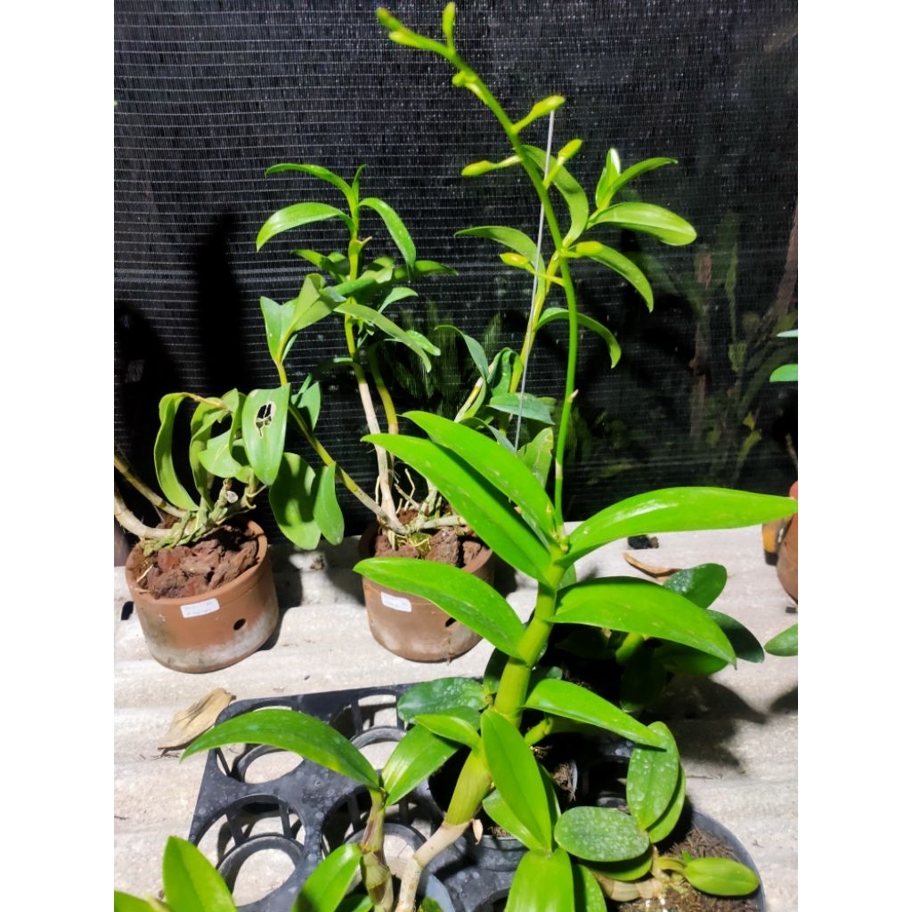 dendro dewasa spike 70k