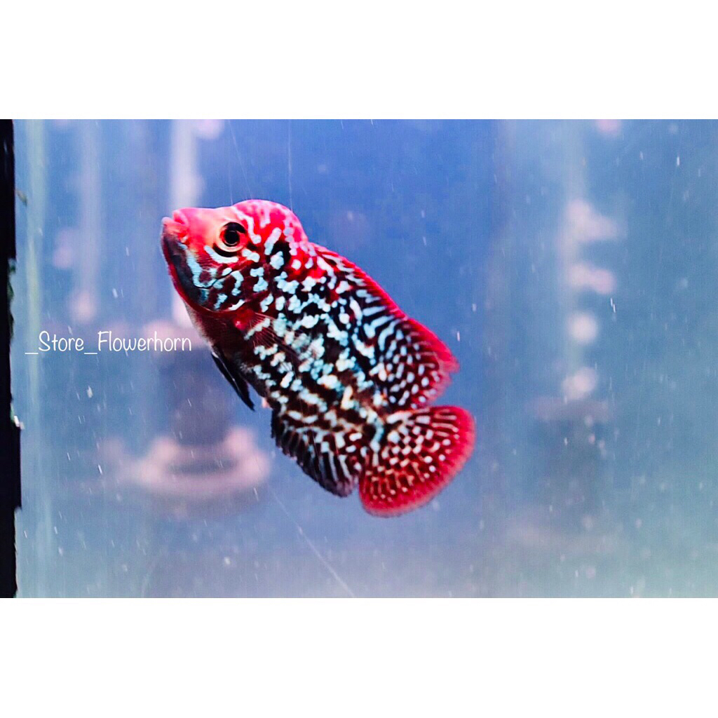 Burayak Louhan Kamfa F2 RedKing VIP Thailand