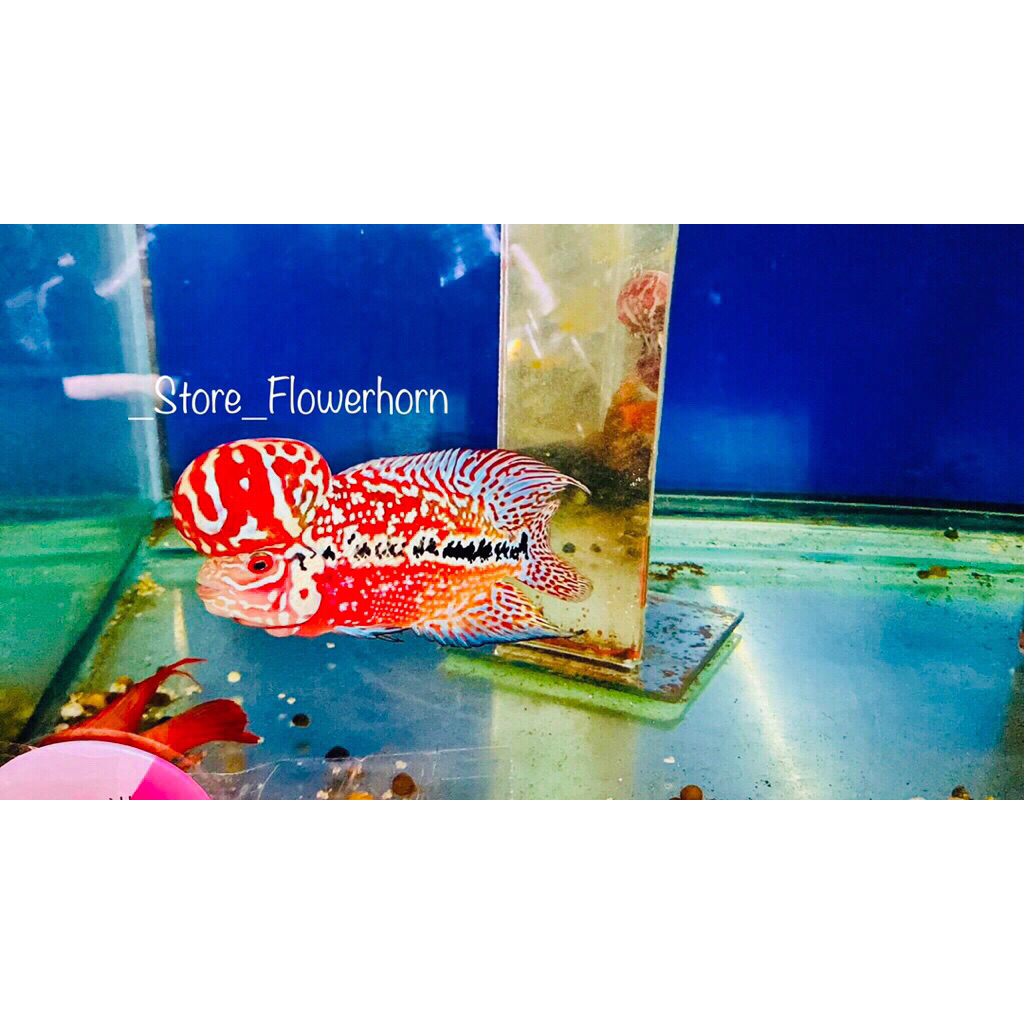 Burayak Louhan Kamfa Size RedKing Ori Thailand