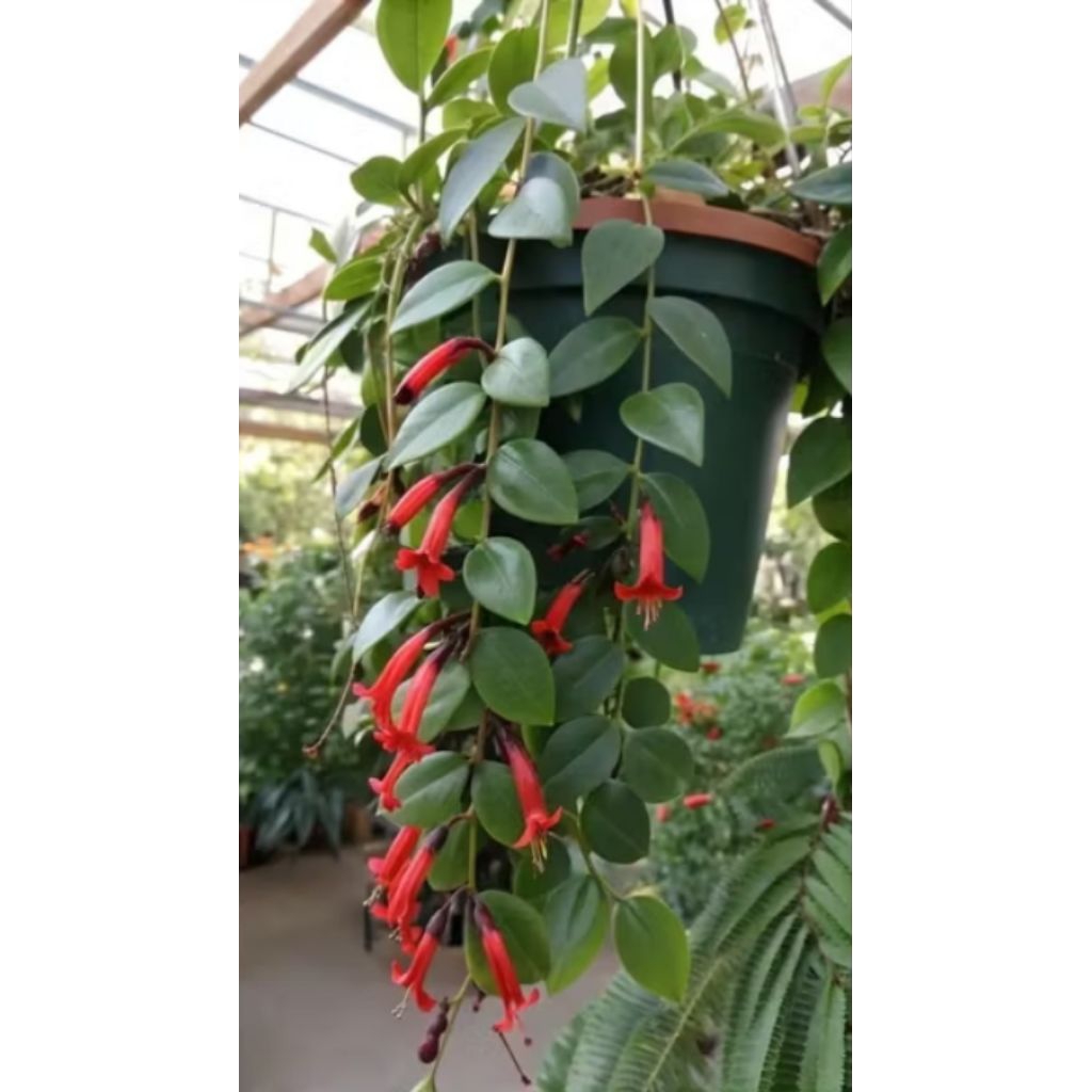bunga hias gantung hidup Hoya lipstik bunga warna merah rimbun murah