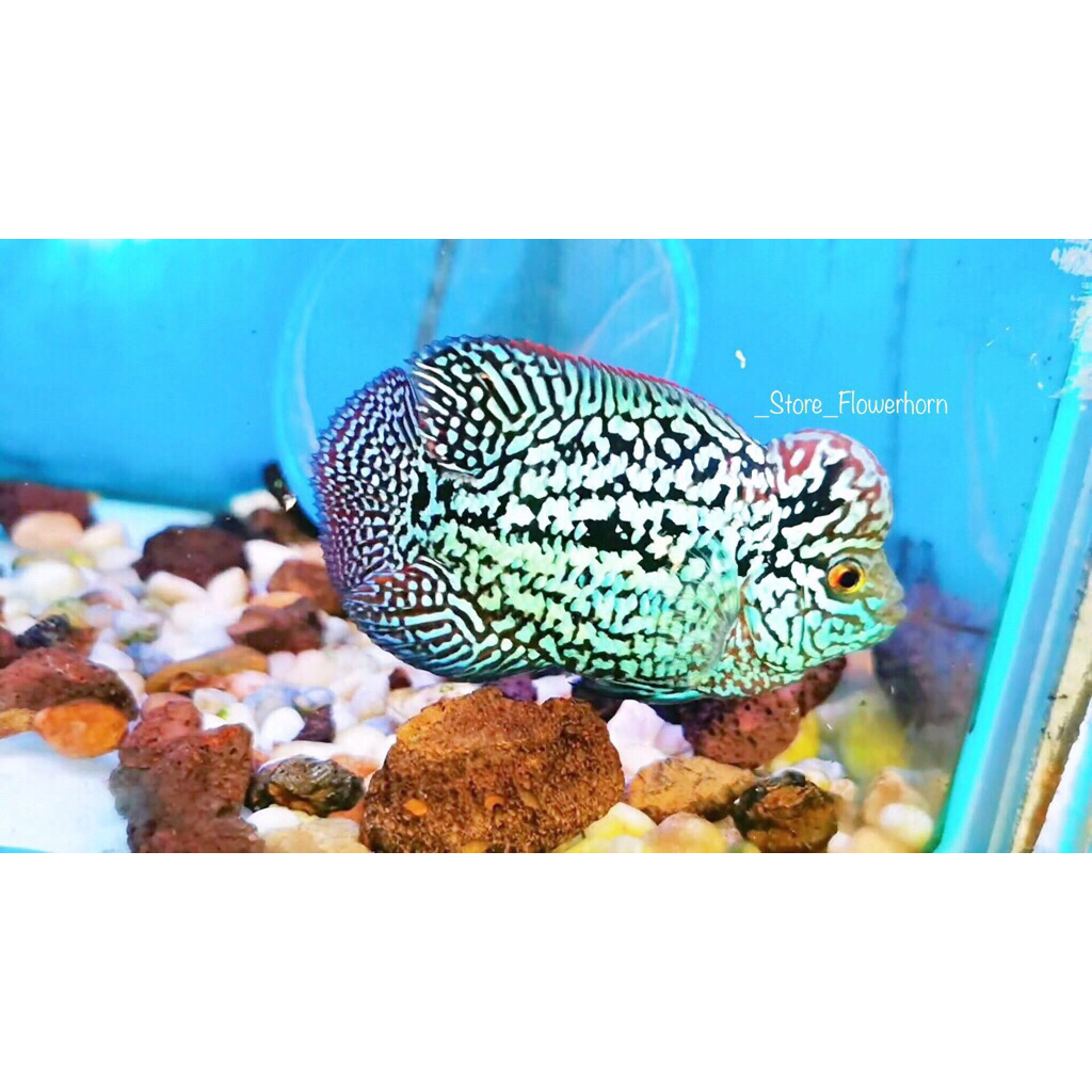 Burayak Louhan Black Kamfa F2 Gen Thailand