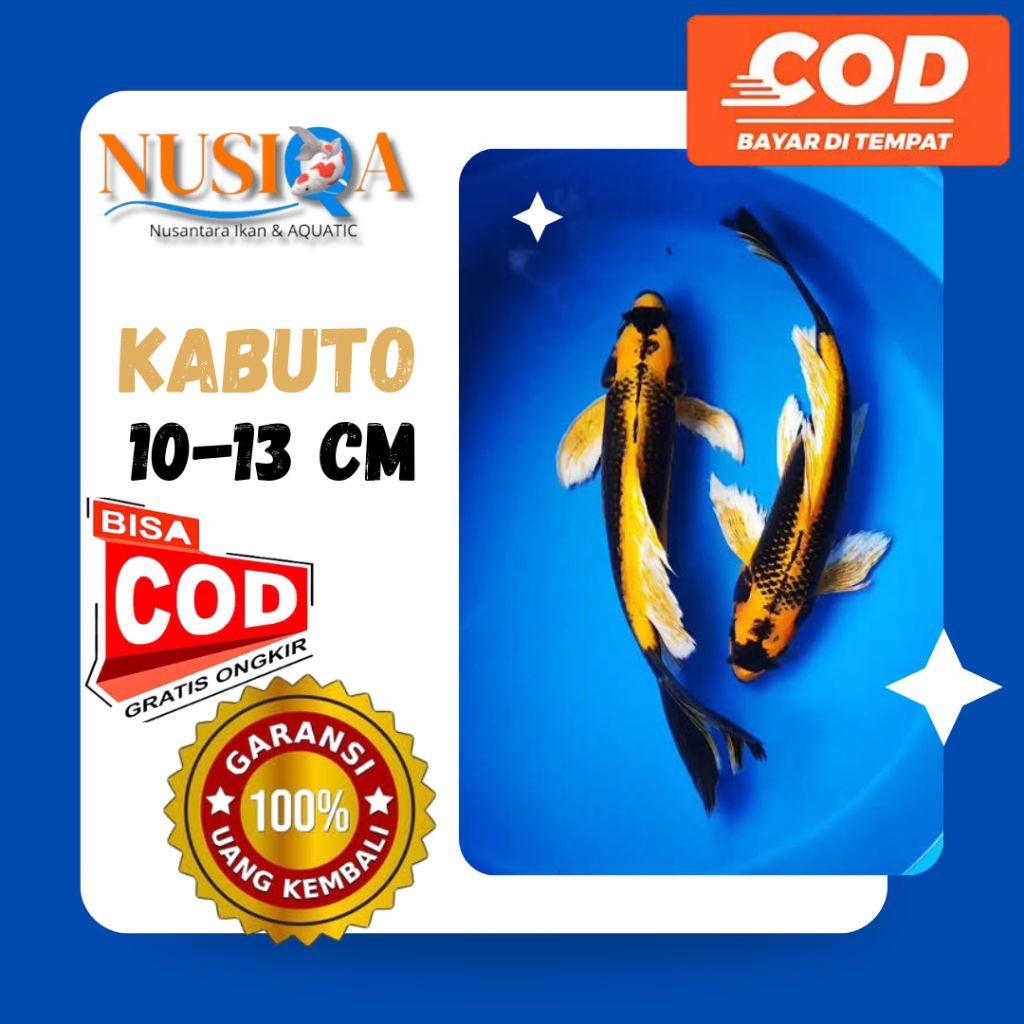 KOI KABUTO | Ikan Koi Kabuto Size 10-12cm | NUSIQA KOI | Kirim Instan/Sameday