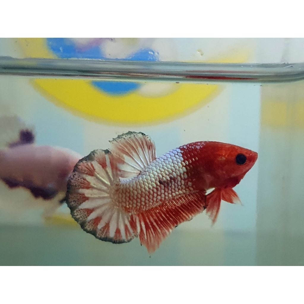 plakat fccp orange head startail realpict