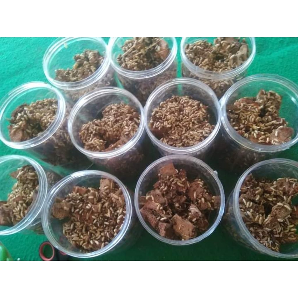 UMPAN MANCING POA/PUA/RENGAS/RAYAP/RINYUH/BAJRA/SAMPERO UMPAN VIRAL TERGACOR