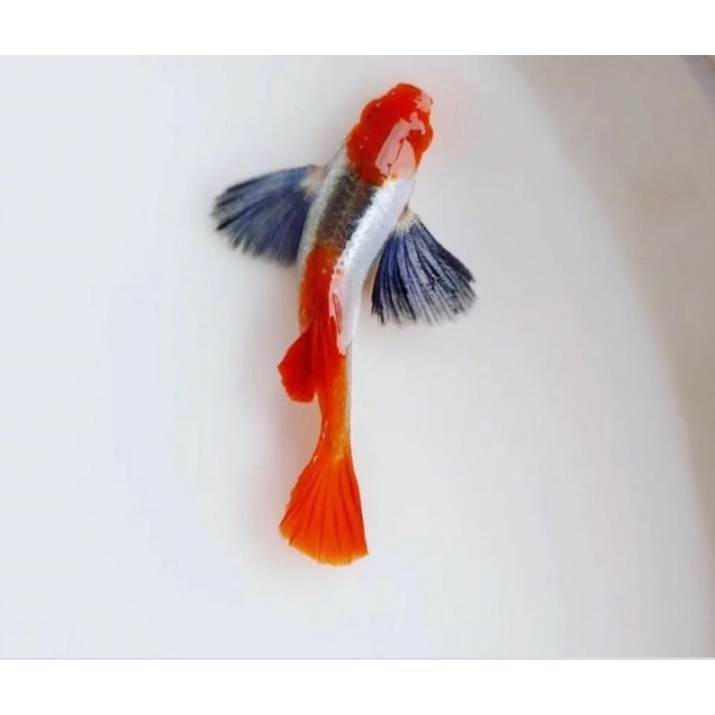 tanaman air guppy prtde koi