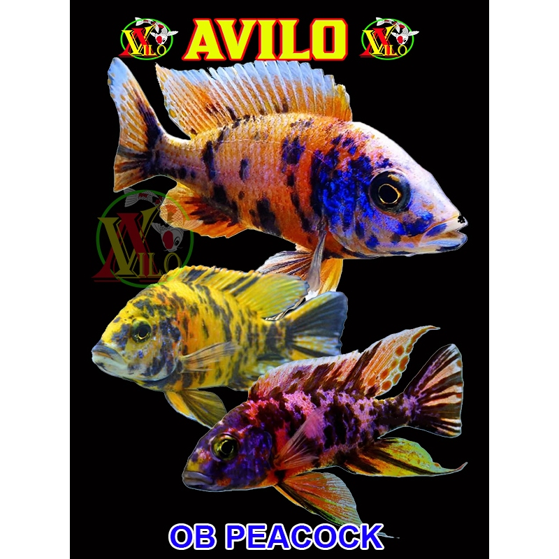 ojek ikan hias OB PEACOCK afrika siklid siklit ciclid ukuran kecil ( sudah berwarna ) aulonocara