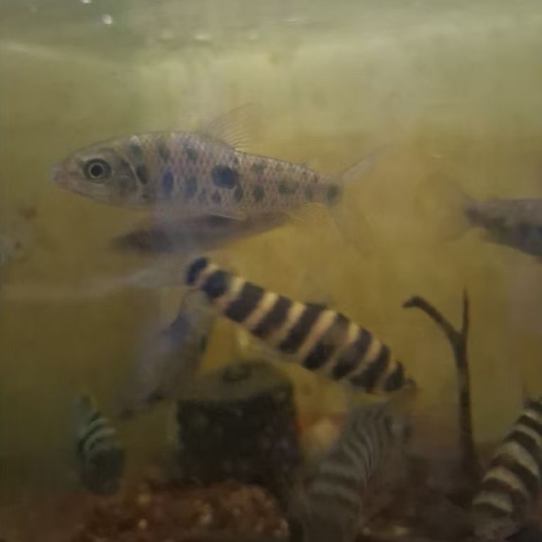 leporinus steyermarky 9-10 cm