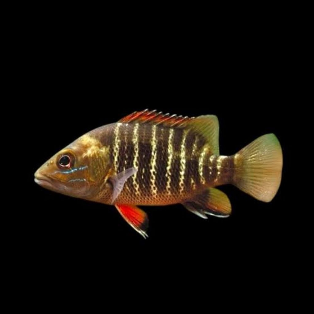Mangrove jack 4-7cm