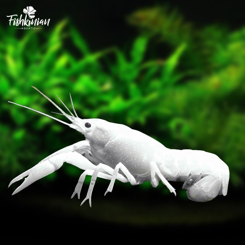 Dekorasi Aquascape Lobster Hias Warna Putih Lobster Hiasan Aquarium