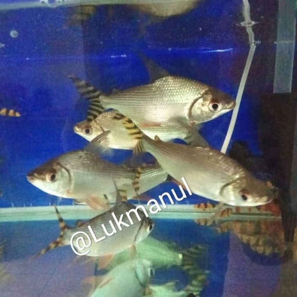 Ikan american flagtail yellow feifeng