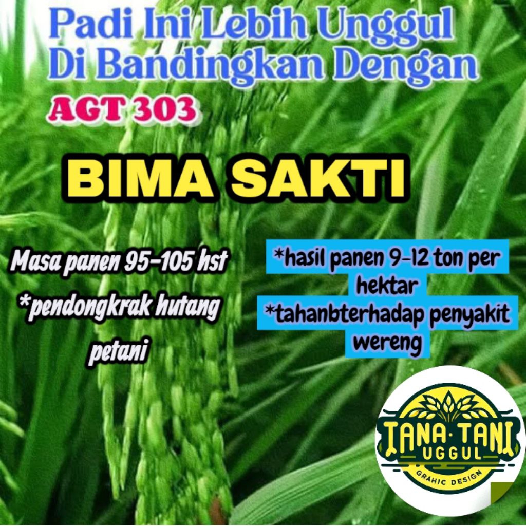 BENIH PADI CIHERANG BIMA SAKTI SUPER UNGGUL KEMASAN 5KG PENDONGKRAK HUTANG PETANI