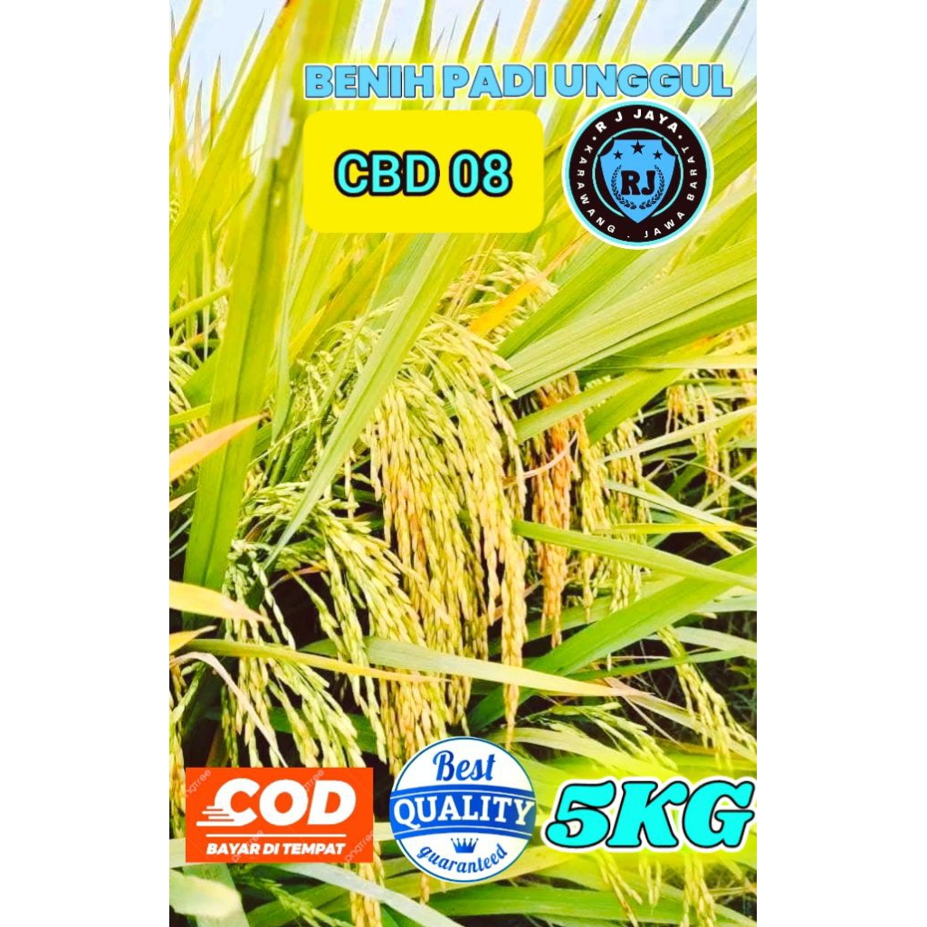 BENIH PADI UNGGUL BERKUALITAS CBD 08 KEMASAN 5KG