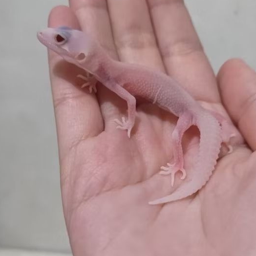 Custom Order Gecko Super Snow ( SS 25-5 )