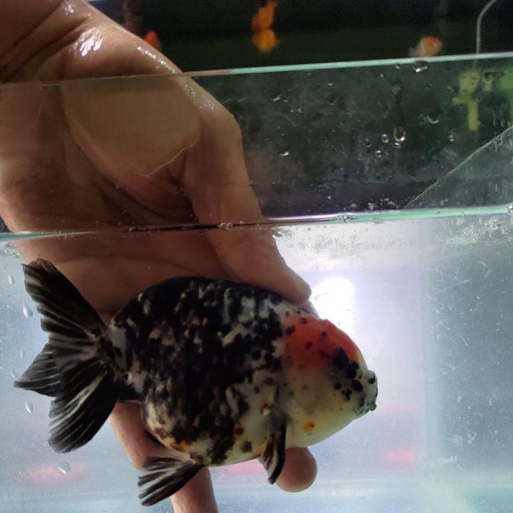 Pelet ikan koki ranchu ikan koki Ranchu callico bulky ukuran 12CM++