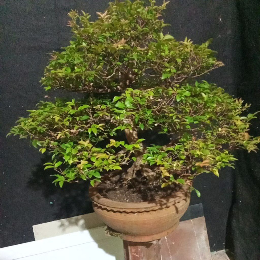 bonsai anggur Brazil