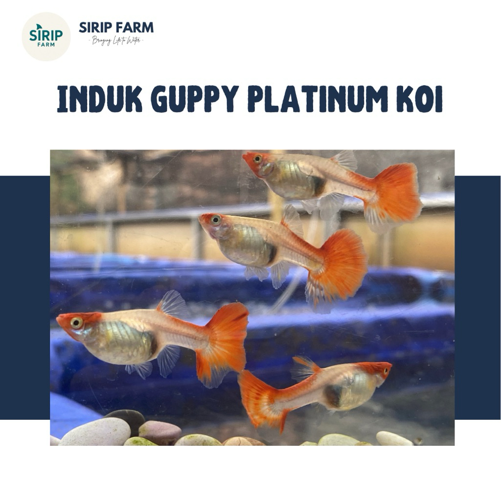 Induk Guppy Platinum Koi Sepasang (Sudah Siap Pijah) | Induk Berkualitas dan Bergaransi | Ikan Guppy