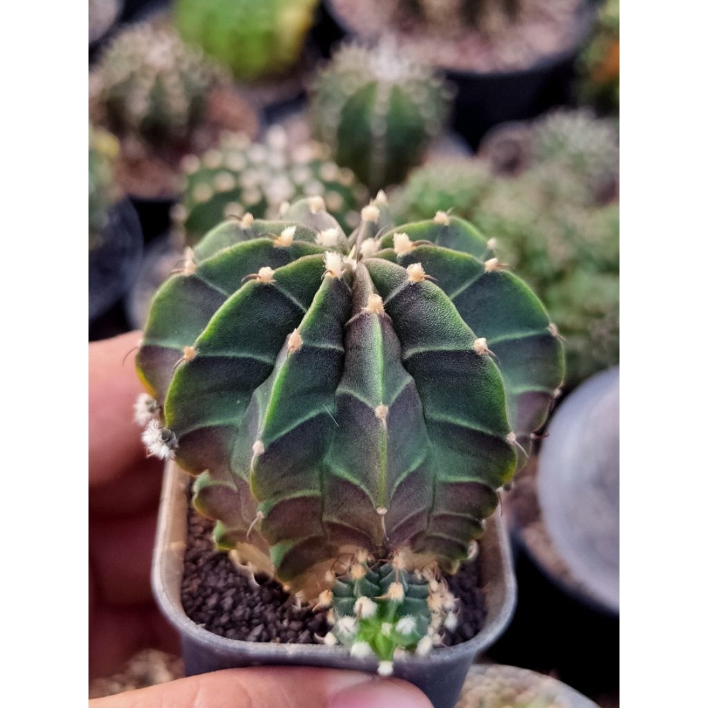 LB2178 VOS//GYMNOCAALYCIUM FREDRICHI LB 2178 VOS//10 RIBS//BODY TOWER//SUDAH GENDONG ANAK//OFFSHOT//