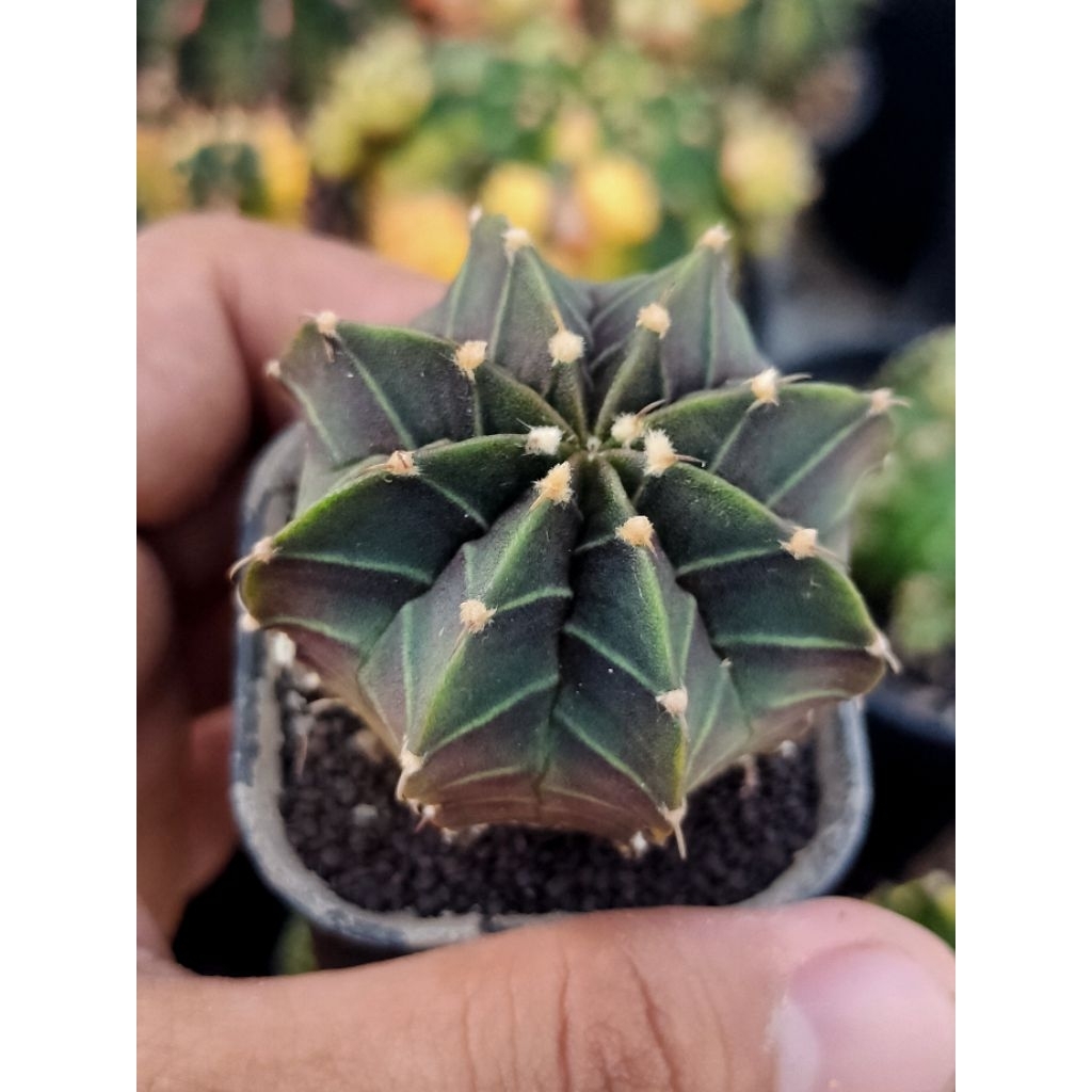 LB VOS//DI POT 5CM CM//BODY TOWER//OFSHOOT//GYMNOCALYCIUM//LB FREDRICHI//