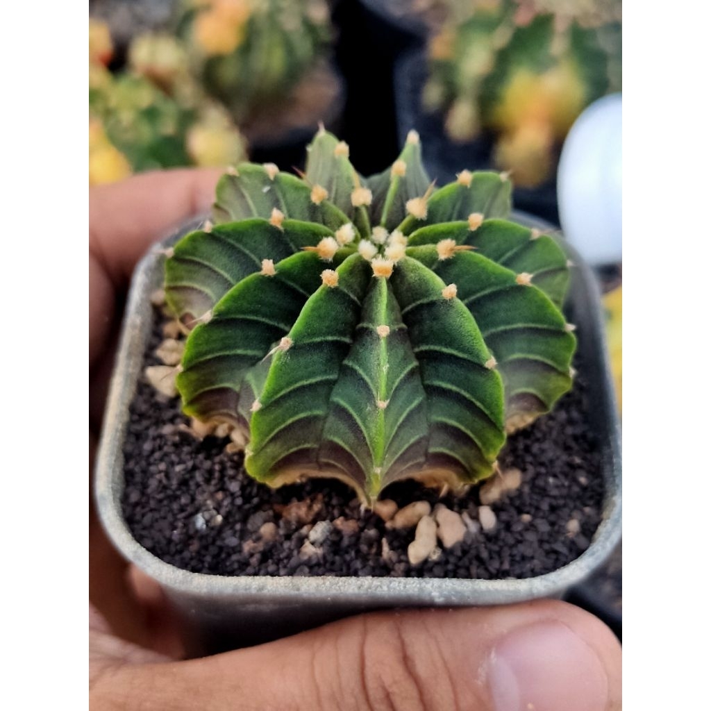 LB 2178 AQUADOLGE//LB ORI// DI POT 7CM//SEEDLING//11 RIBS//GYMNOCALYCIUMM FREDRICHI LB 2178 ORI//
