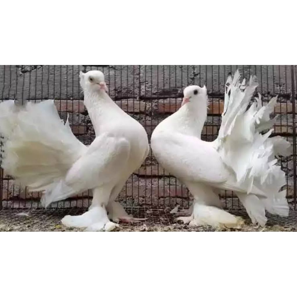 MERPATI KIPAS SEPASANG