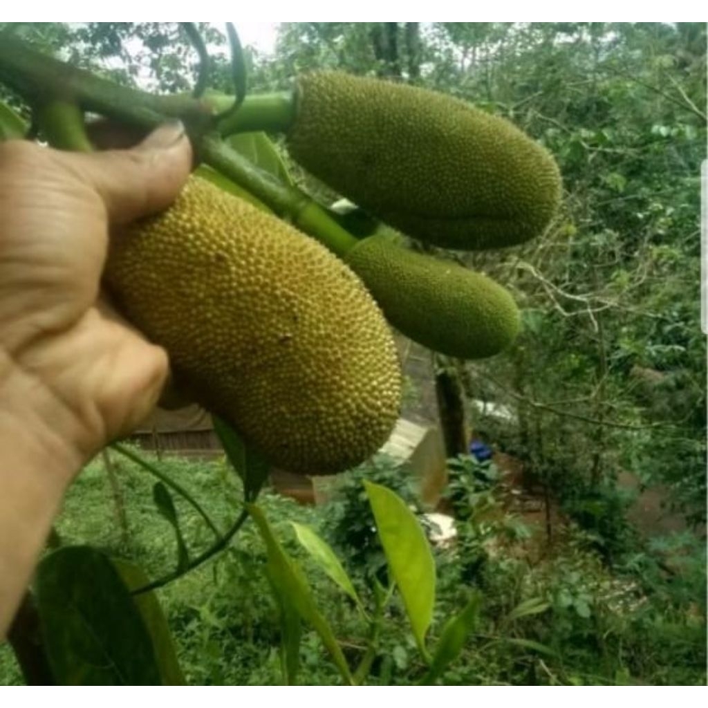 nangka muda/tongtolang nangka per 1kg