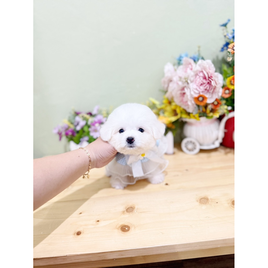 korean mini bichon frise male super cute face bloodline import korea bukan toy poodle tiny maltese t