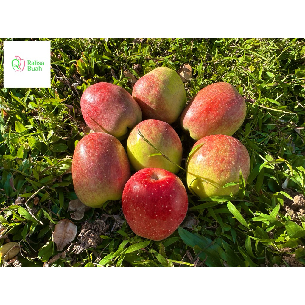 Apel Ana Malang 1kg / Apel fresh / Apel asam manis / Apel Malang