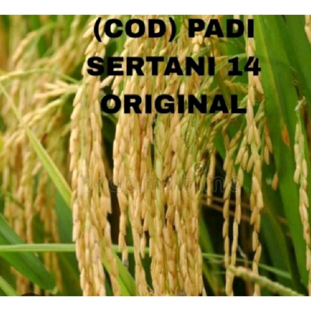 BENIH PADI SERTANI 14 KEMASAN 1KG KUALITAS SUPER PULEN