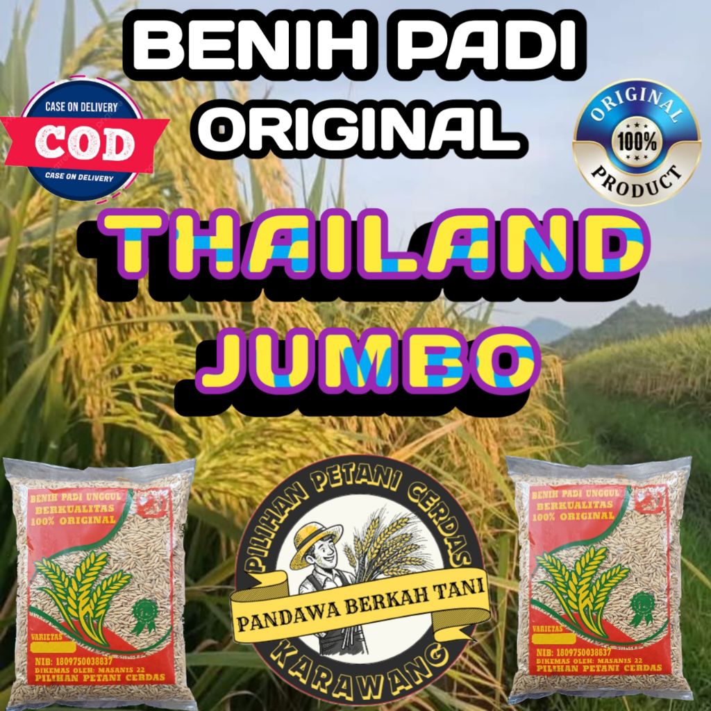 ( 5 KG ) BENIH PADI THAILAND JUMBO BERKUALITAS ORIGINAL