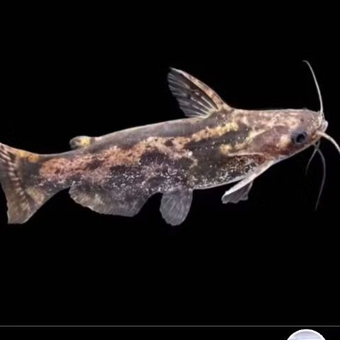 COLOMBIA CATFISH UKURAN 7-9 CM