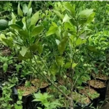 bibit buah jeruk santang madu sudah berbuah