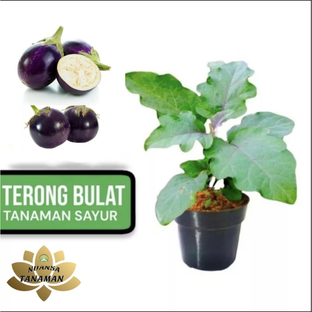 Tanaman Pohon Terong Ungu Bulat Siap Tanam/Pohon Terong Ungu Bulet Siap Tanam
