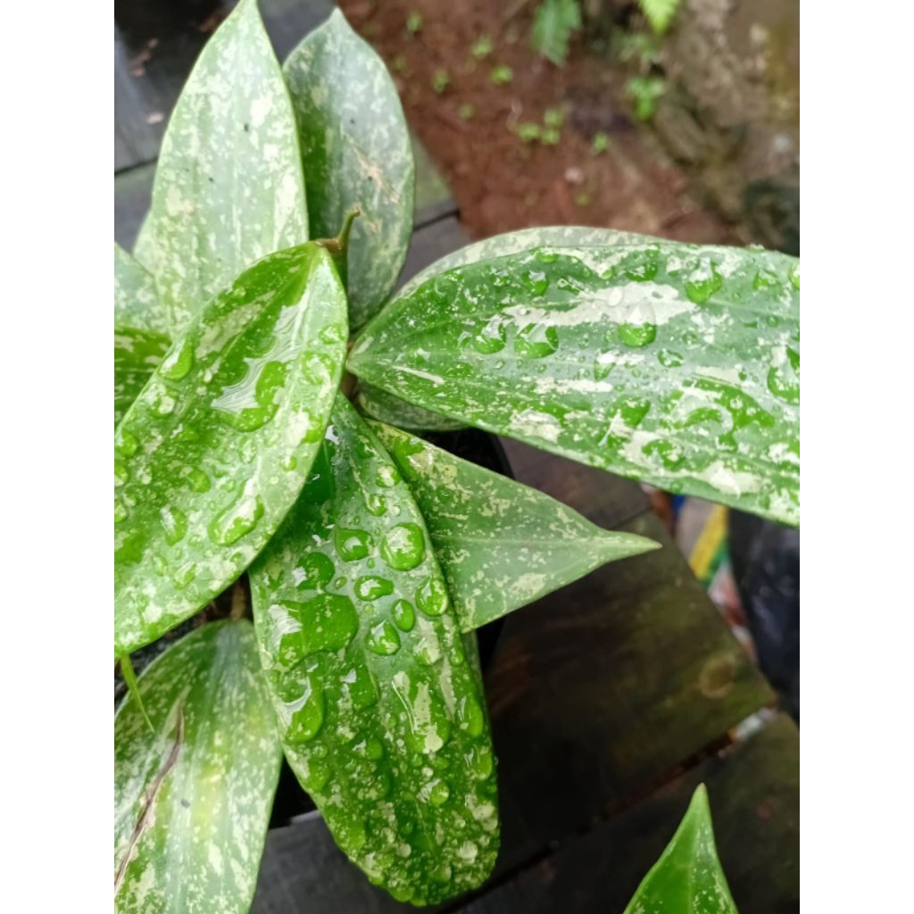 Tanaman Hias Hoya Ransan sepllas rimbun