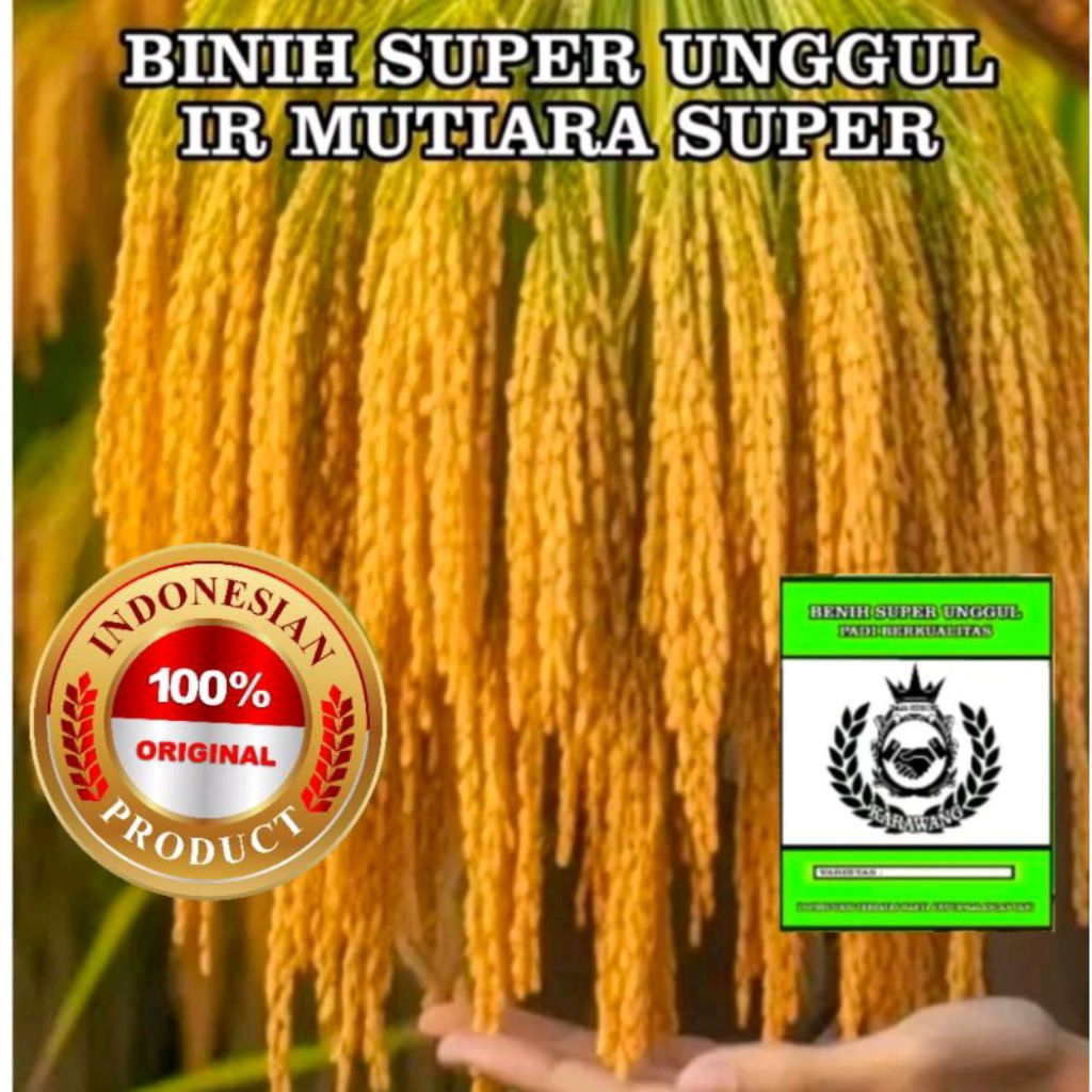 BENIH BIBIT PADI IR MUTIARA 5KG