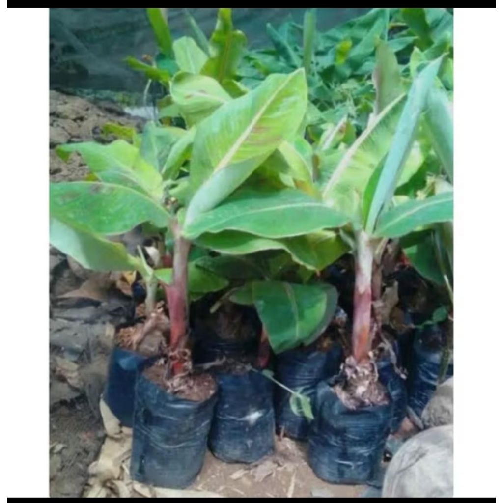 bibit pisang lampung