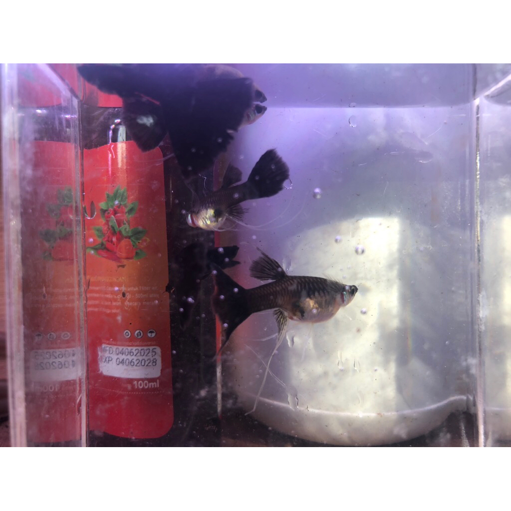 EXTRA PACKING KARDUS STYROFOAM - GUPPY BLACK MOSCOW RIBBON