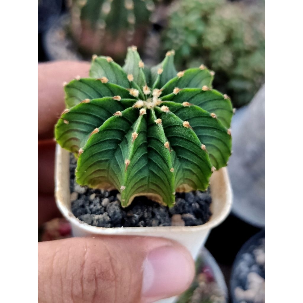 LB 2178 ORI SEEDLING 12 RIBS//GYMNOCALYCIUM FREDRICHI LB 2178 ORI//LB AQUADOLGE//DI POT 5CM//