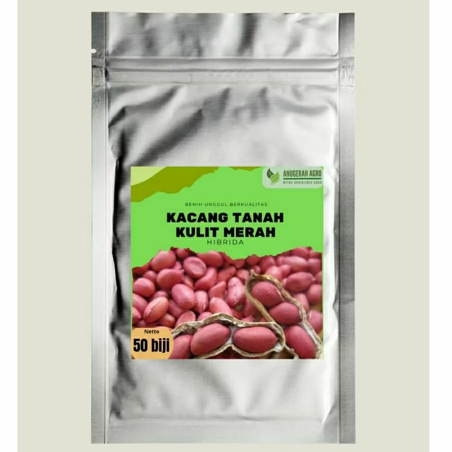 Benih kacang tanah kulit merah hibrida varietas gajah isi 50 biji super jumbo