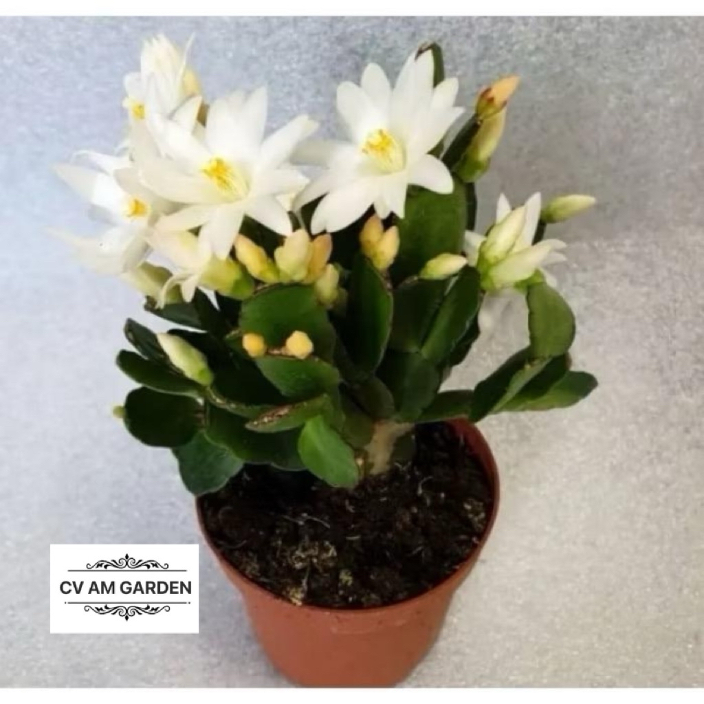 Tanaman hias Wijaya Kusuma kepiting macam macam warna - Bunga Wijaya Kusuma - Bunga Hias - Bunga Hid