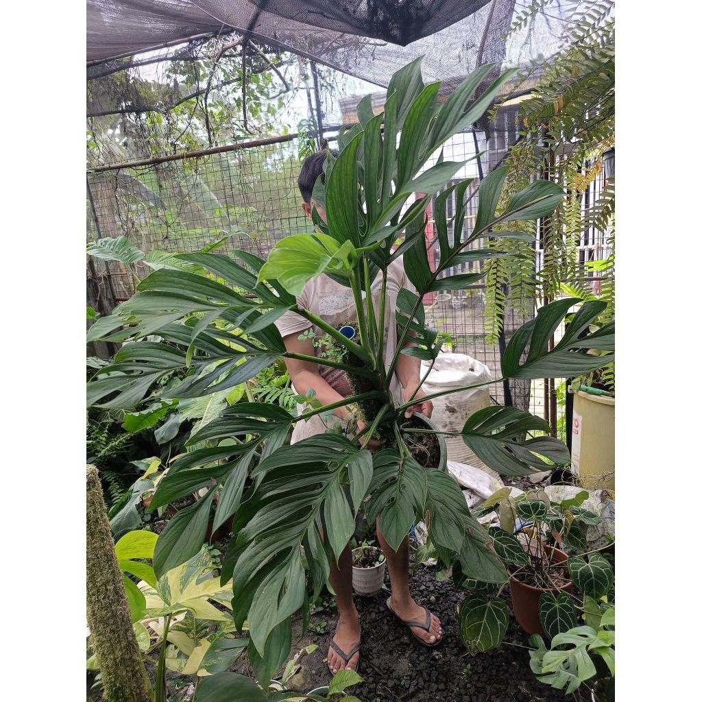 Monstera Pinatipartita