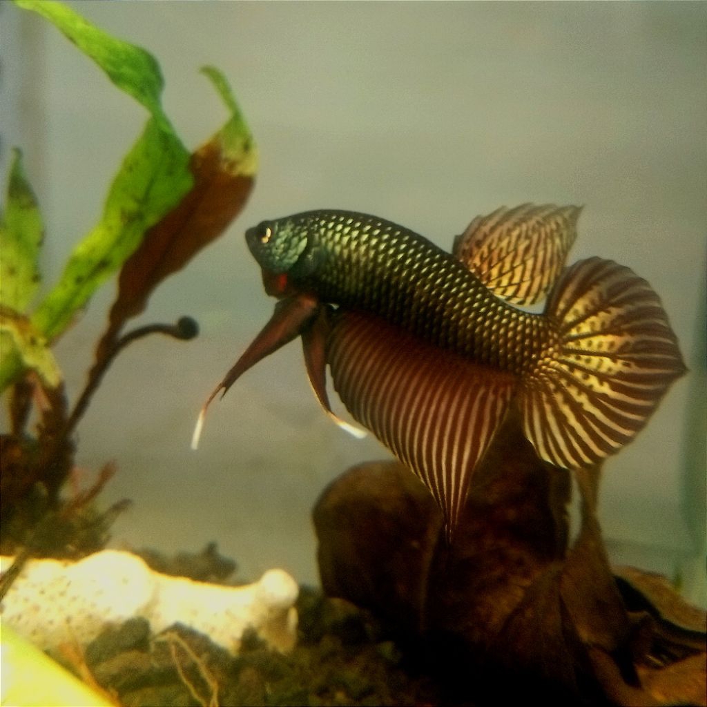 Wild Betta Smaragdina Copper Spade Tail ( 100% Sesuai Gambar )