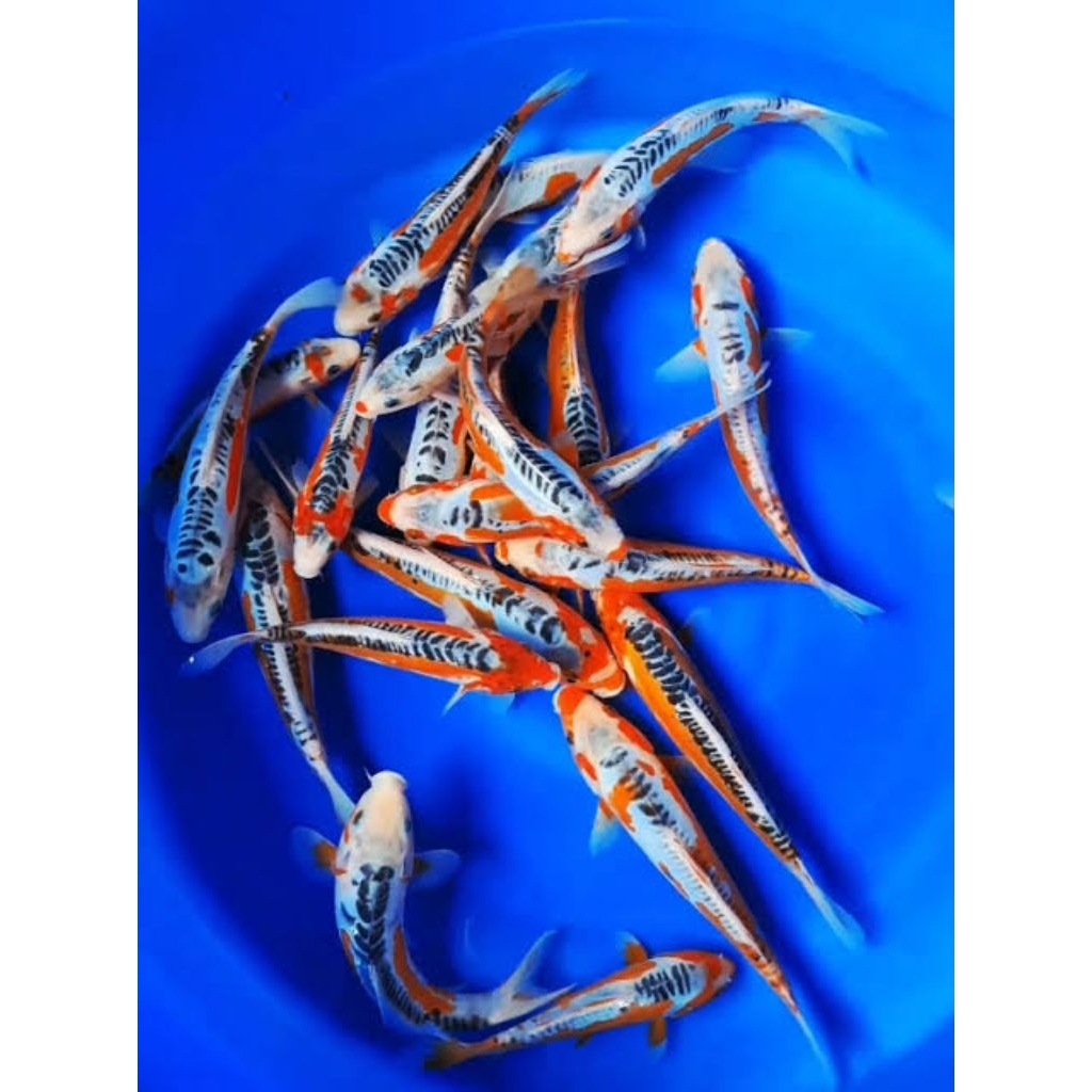 hiasan aquarium koi blitar gred a hana shusui sizi 25cm