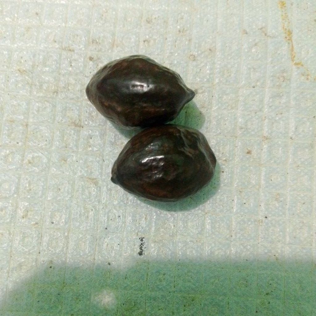kemiri Muncang aduan Jawapedang