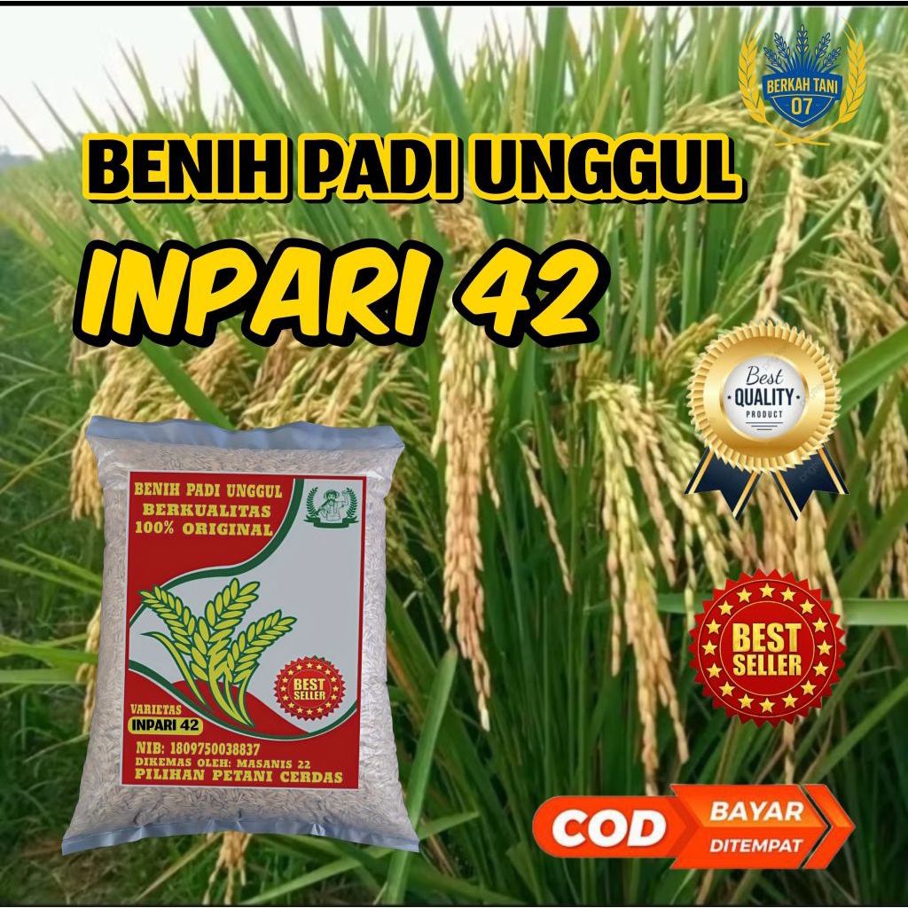 Benih padi inpari 42 bibit unggul berkualitas 1kg