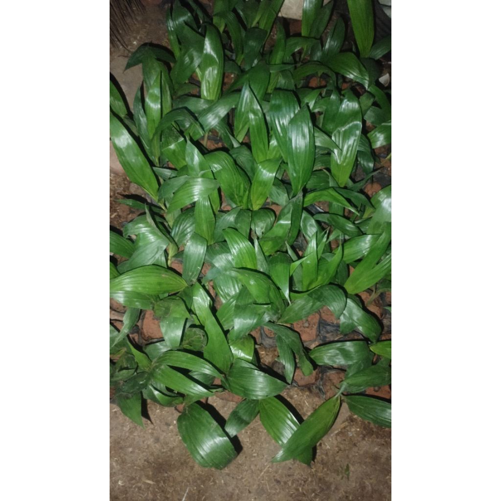 bibit sawit umur 3 bulan