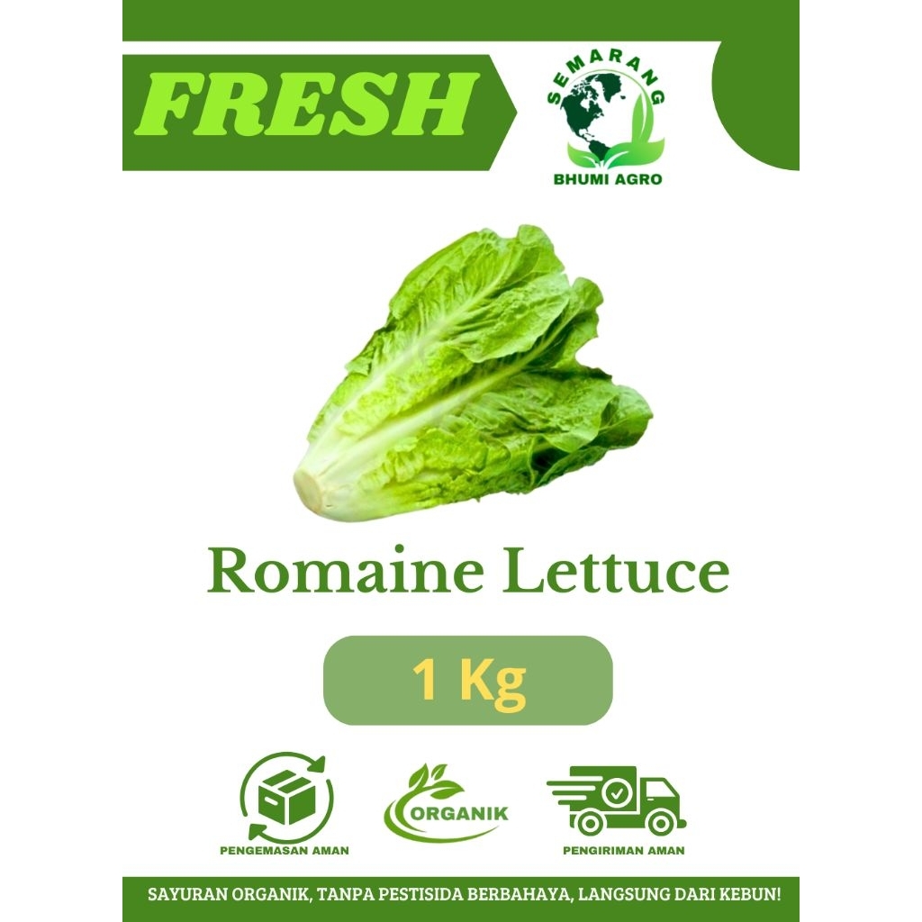 Romaine Lettuce/ Selada Romen/ Sayur Romen Segar & Organik – 1kg GROSIR TERMURAH | BHUMI AGRO