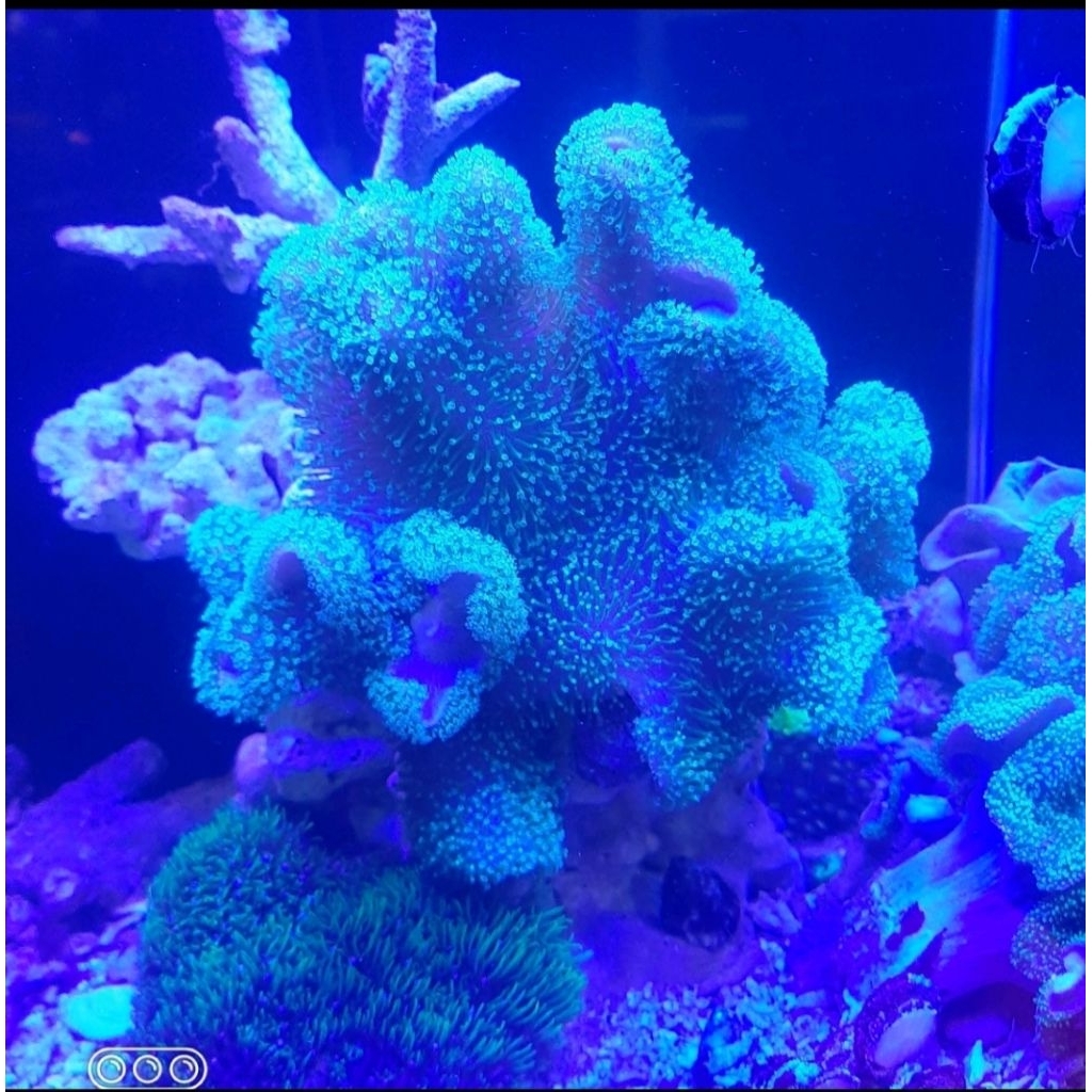 CORAL PAYUNGAN HIJAU L